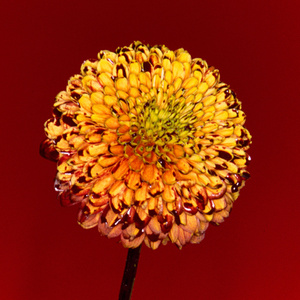 欧美性天天影院
